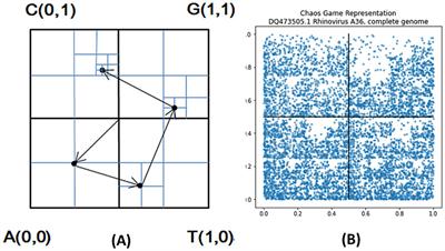 CGRWDL: alignment-free phylogeny reconstruction method for viruses based on chaos game representation weighted by dynamical language model